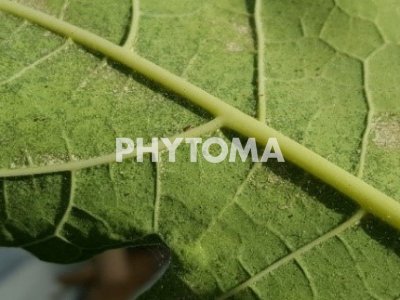 Tetranychus urticae